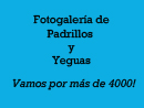 FOTOGALERIAS DE PADRILLOS Y MADRES DE MANADA